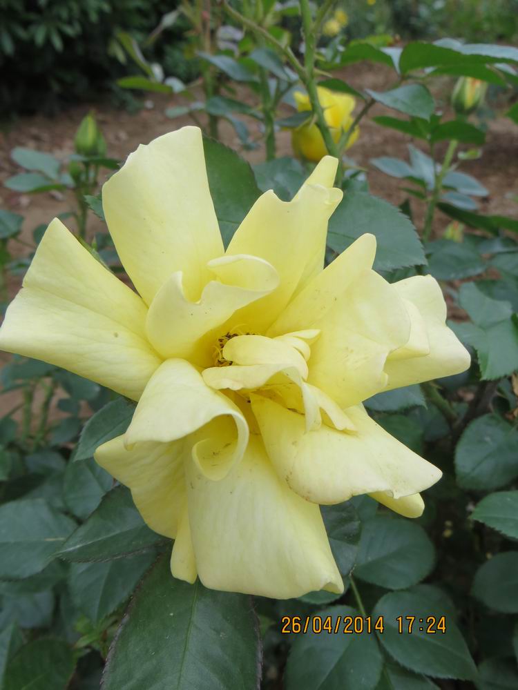 ������С IMG_6853.JPG