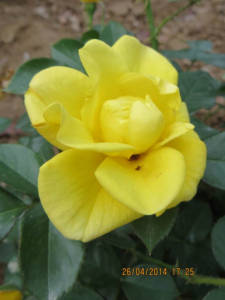 ������С IMG_6859.JPG