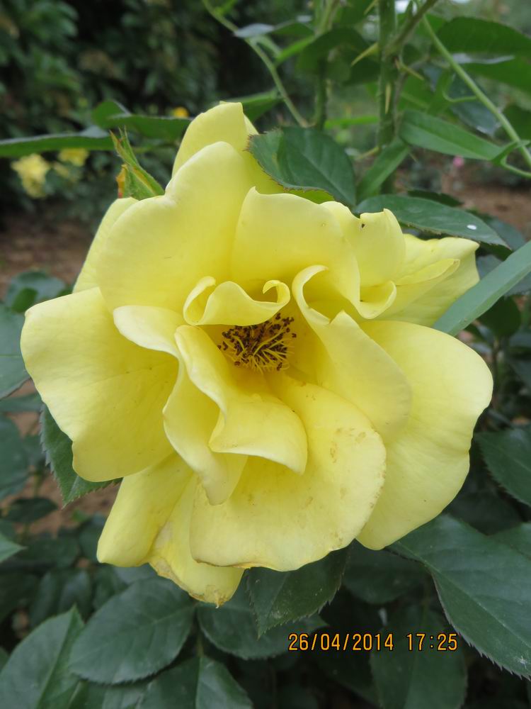 ������С IMG_6860.JPG