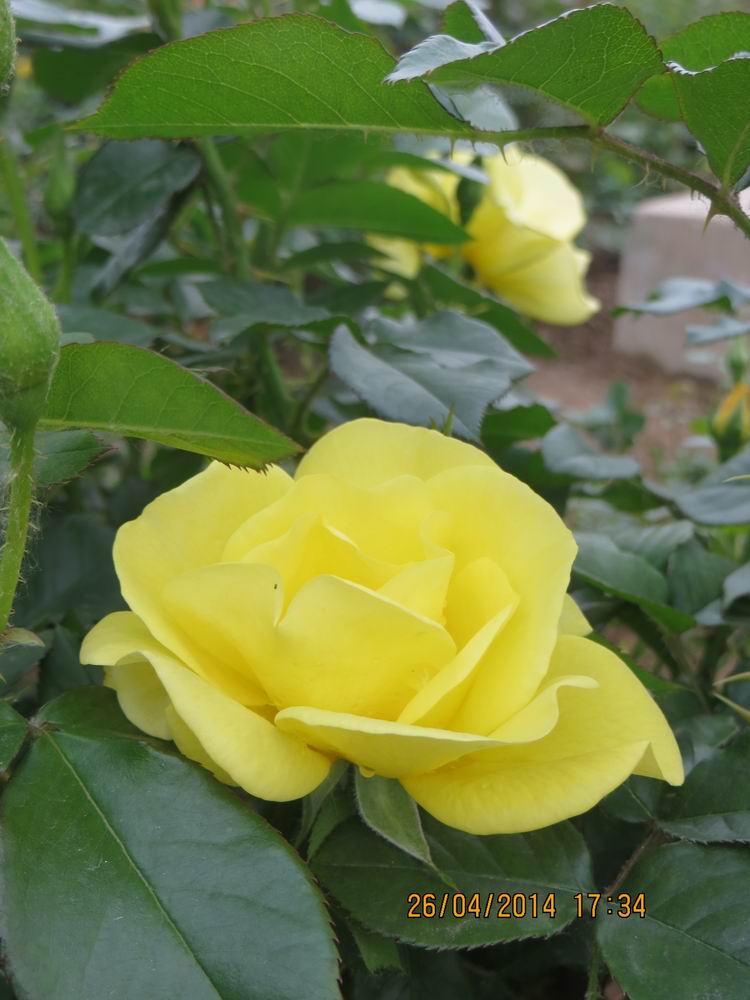 ������С IMG_6880.JPG