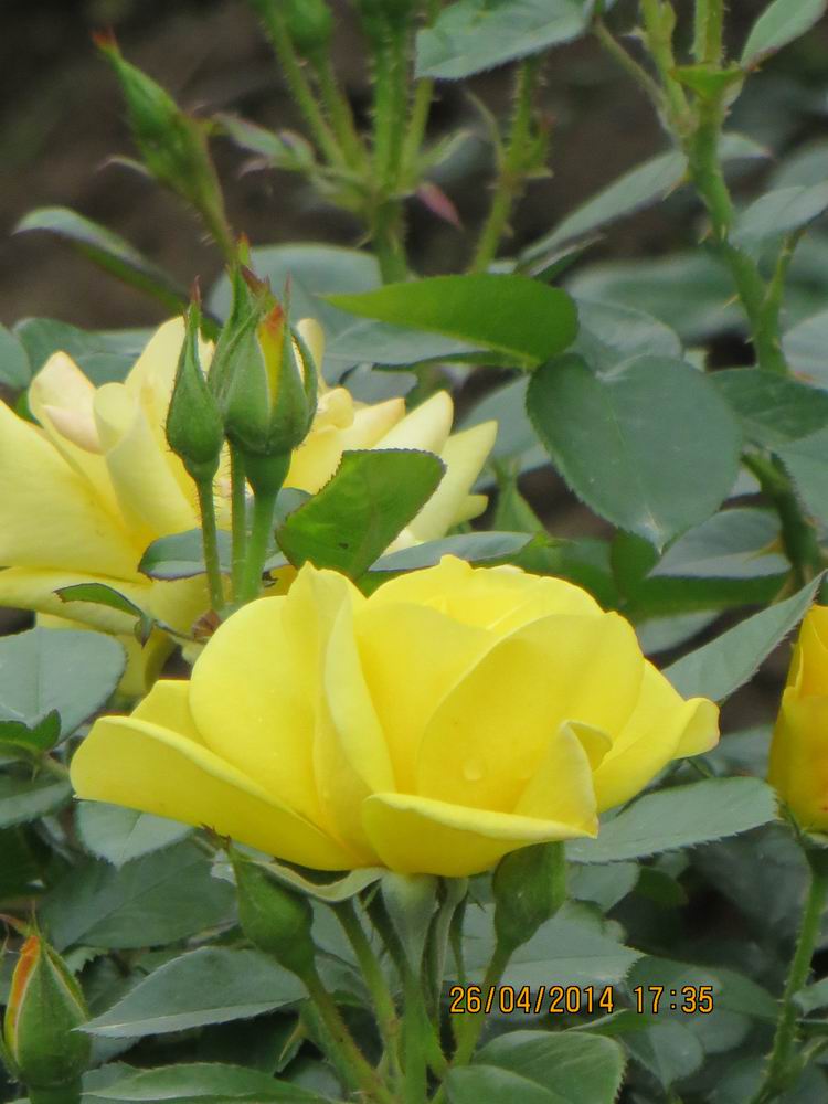 ������С IMG_6884.JPG