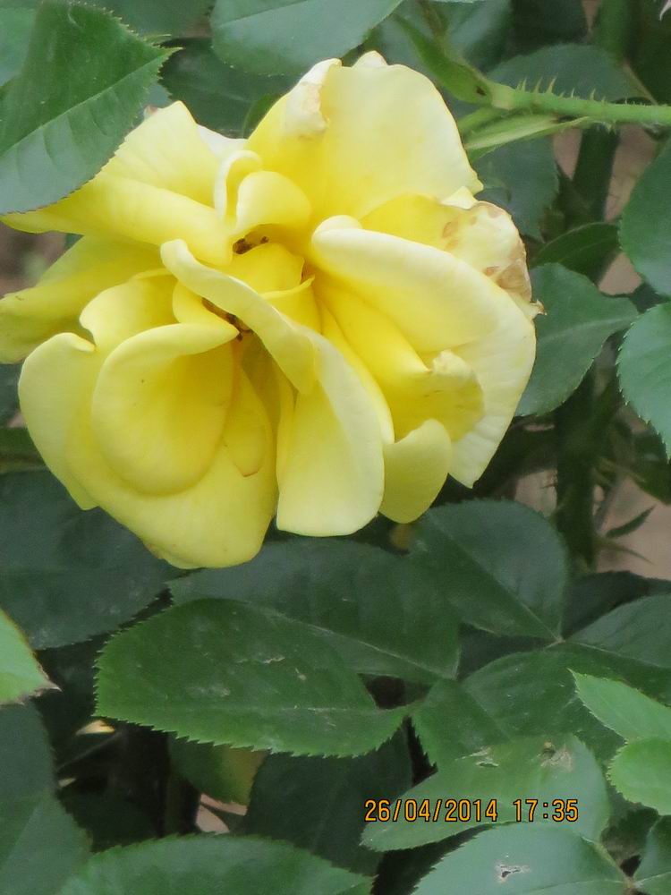 ������С IMG_6885.JPG