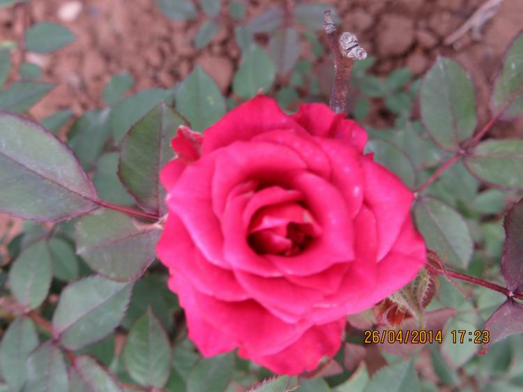 ������С IMG_6848.JPG