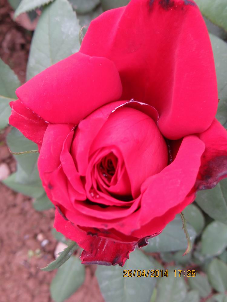 ������С IMG_6863.JPG