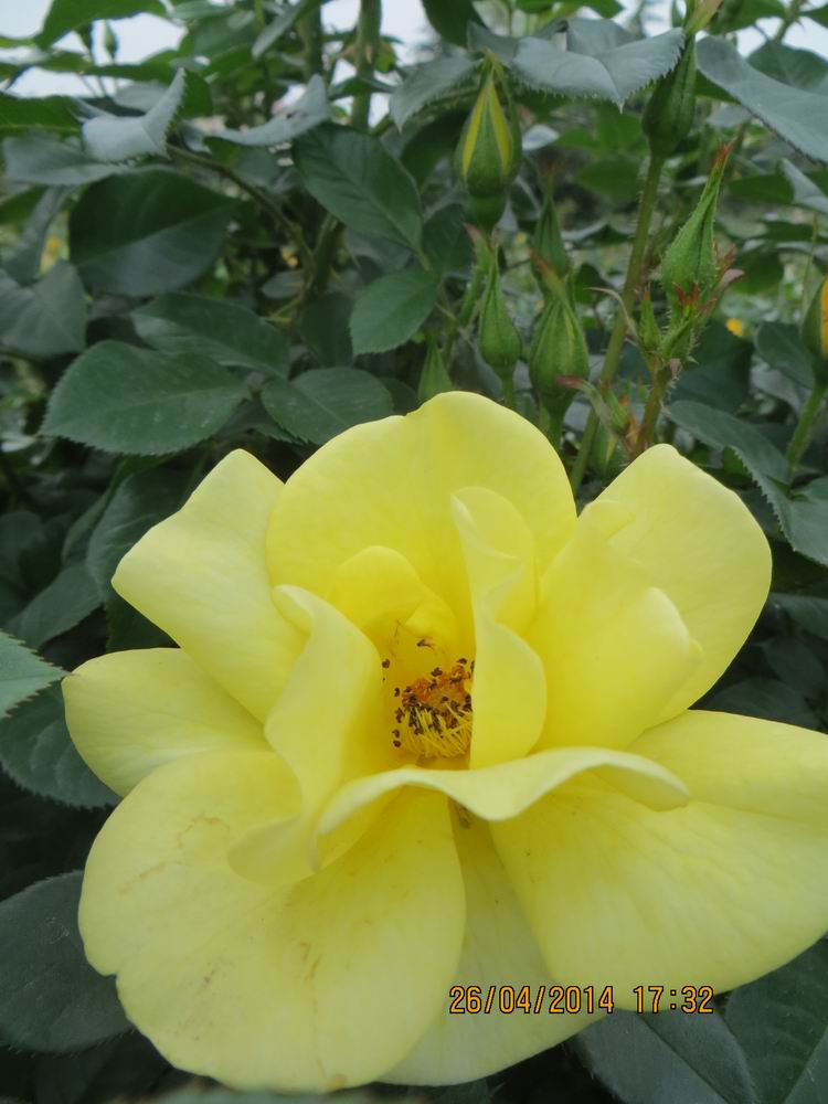 ������С IMG_6875.JPG