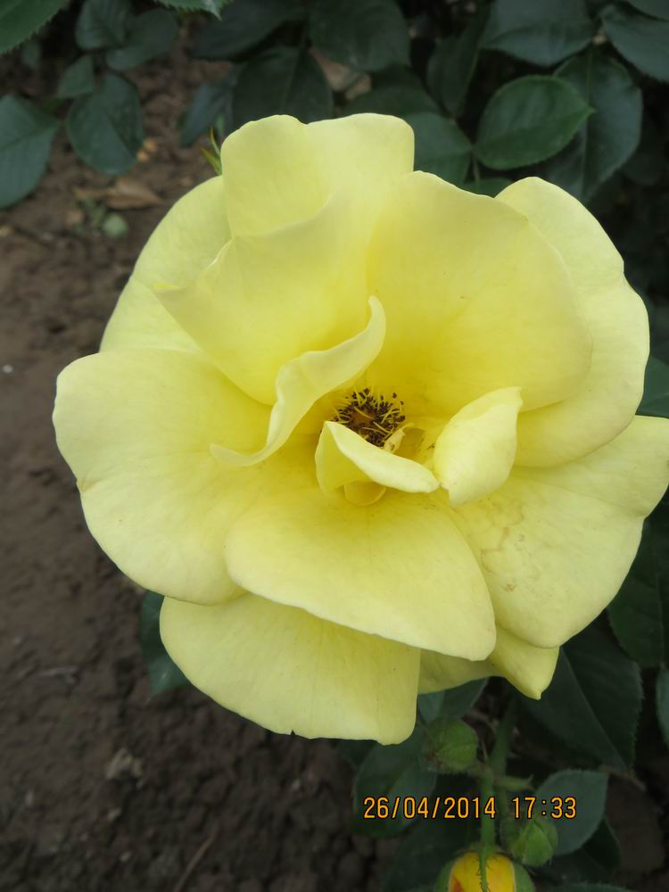 ������С IMG_6878.JPG