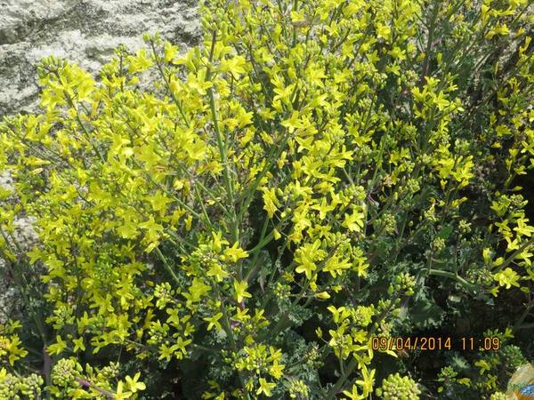 ������С IMG_6818.JPG