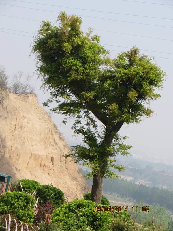 ������С IMG_6805.JPG