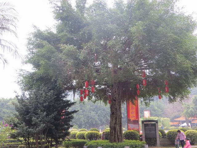 ������С IMG_5388.JPG