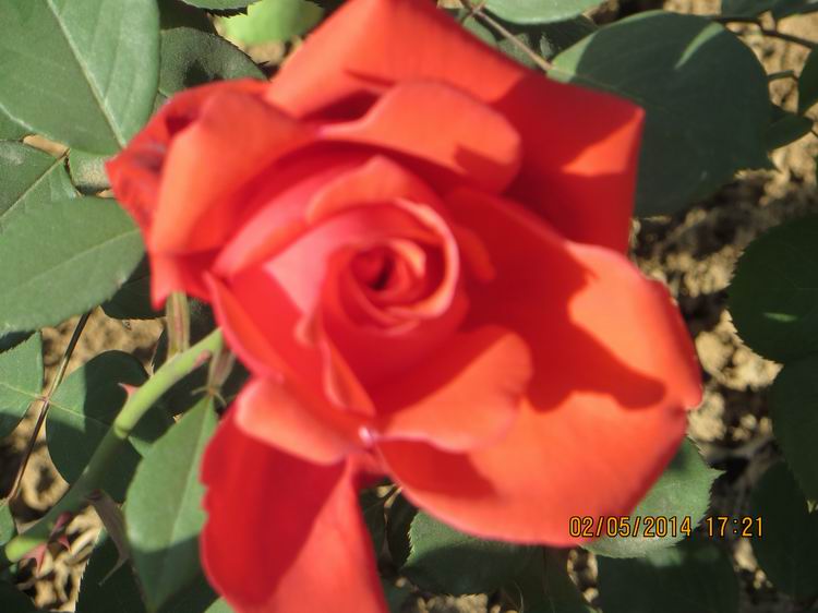 ������С IMG_6899.JPG