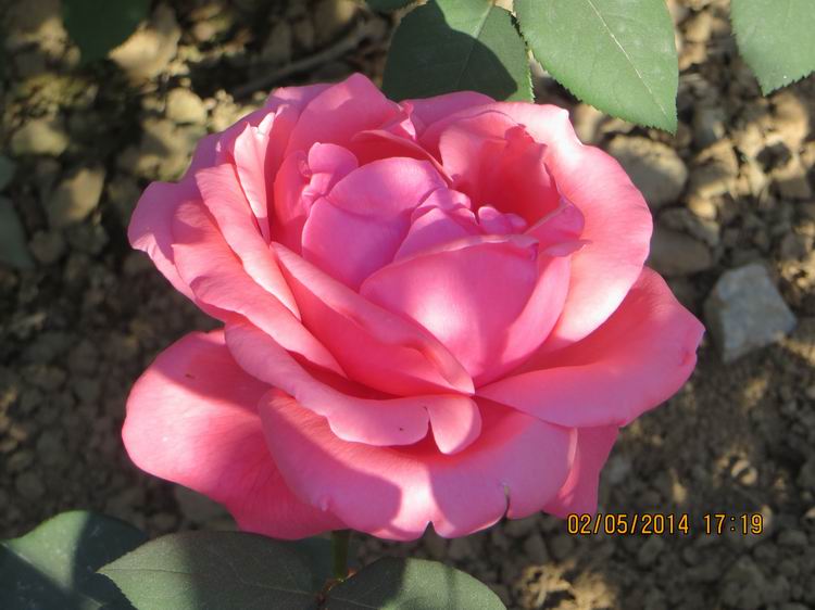 ������С IMG_6897.JPG