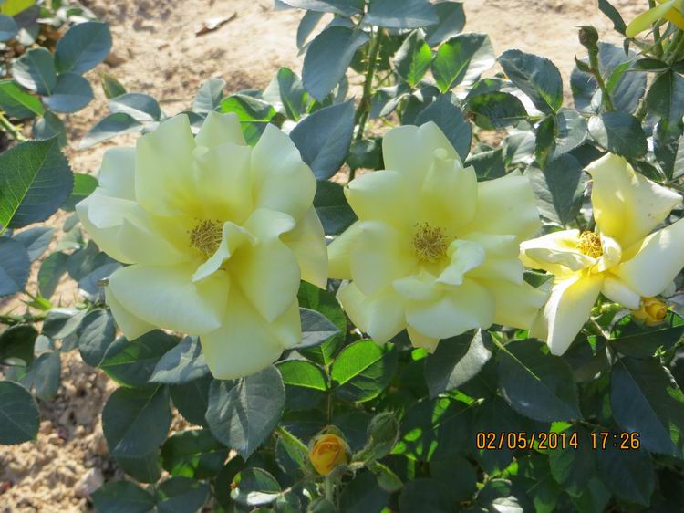 ������С IMG_6908.JPG