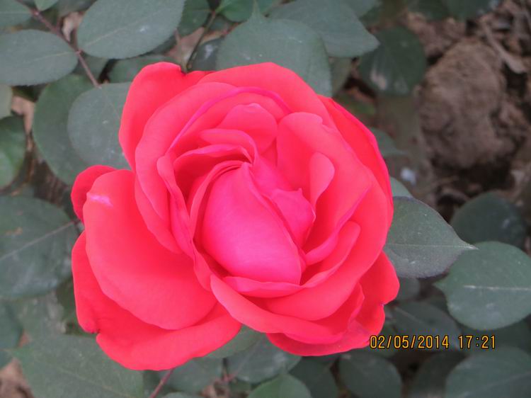 ������С IMG_6900.JPG