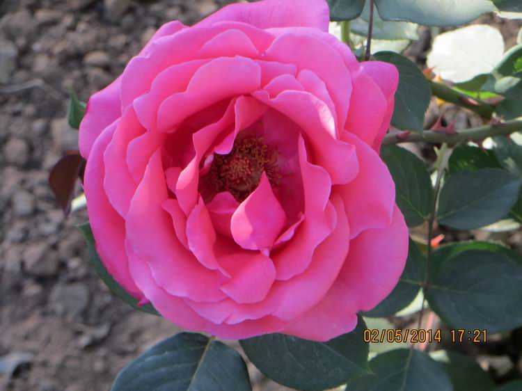 ������С IMG_6901.JPG