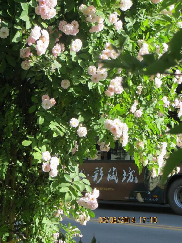 ������С IMG_6895.JPG