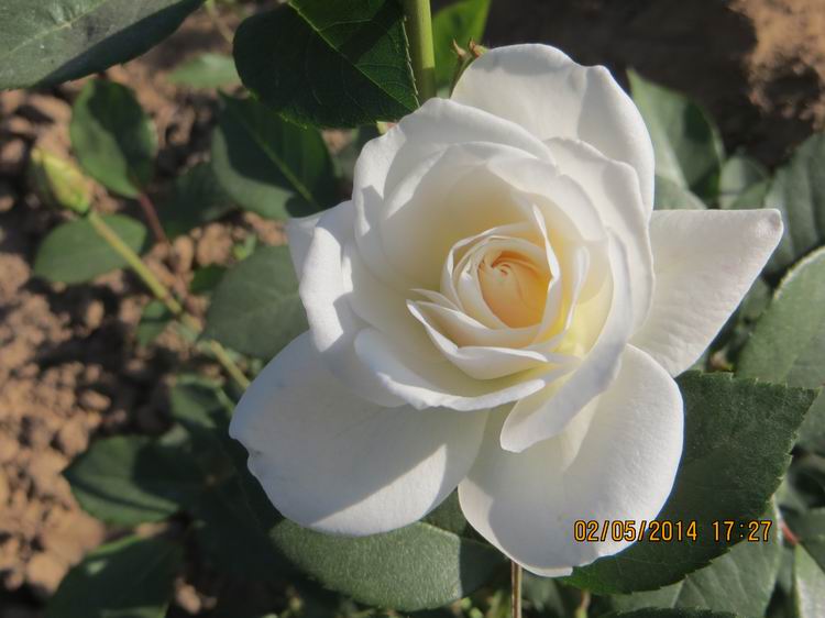 ������С IMG_6911.JPG