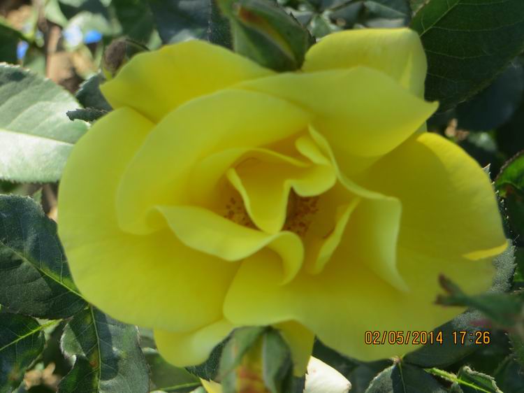 ������С IMG_6909.JPG