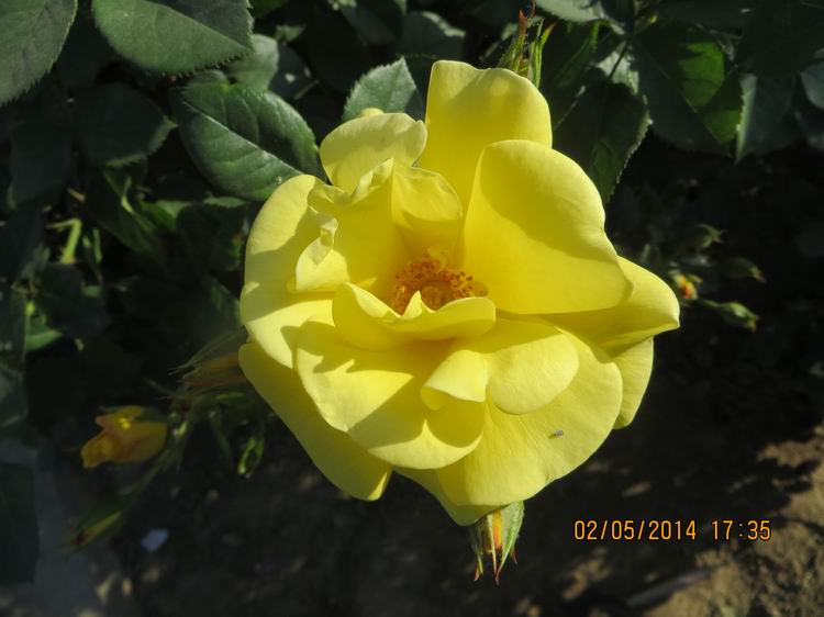 ������С IMG_6930.JPG