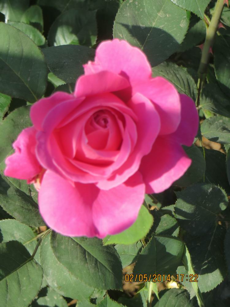 ������С IMG_6902.JPG