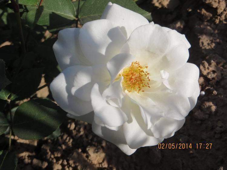 ������С IMG_6912.JPG