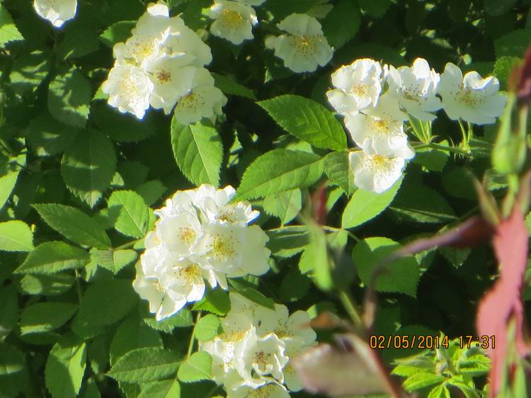 ������С IMG_6919.JPG