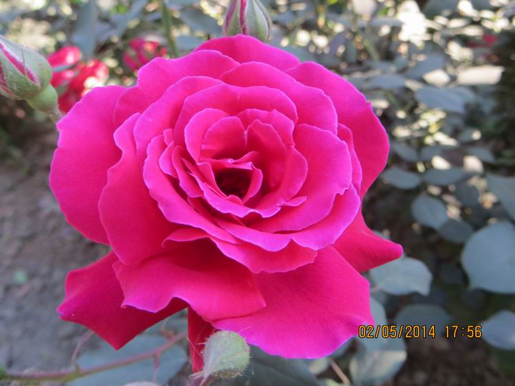 ������С IMG_6964.JPG