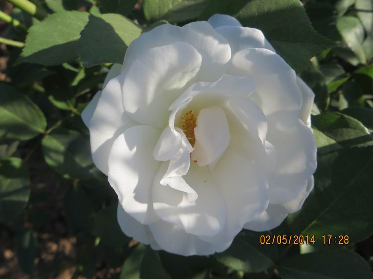 ������С IMG_6914.JPG