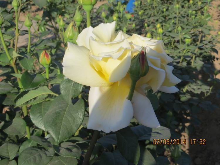 ������С IMG_6921.JPG