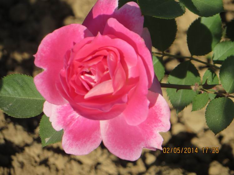 ������С IMG_6907.JPG