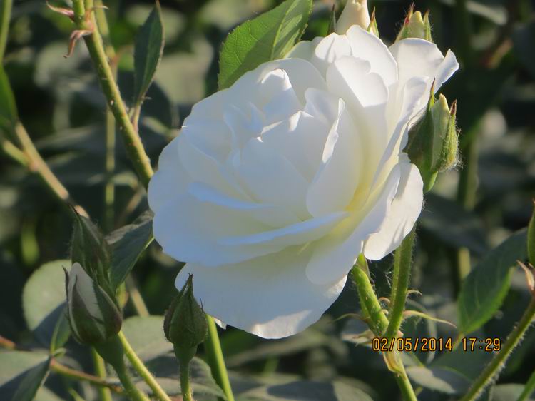 ������С IMG_6917.JPG