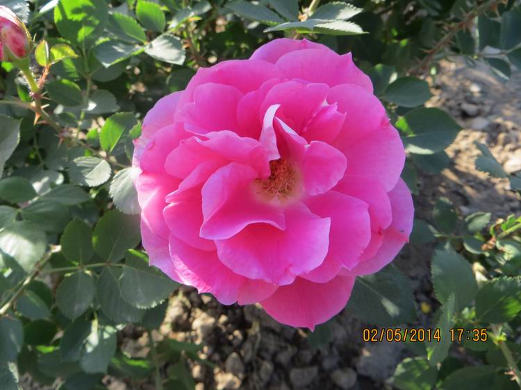 ������С IMG_6928.JPG