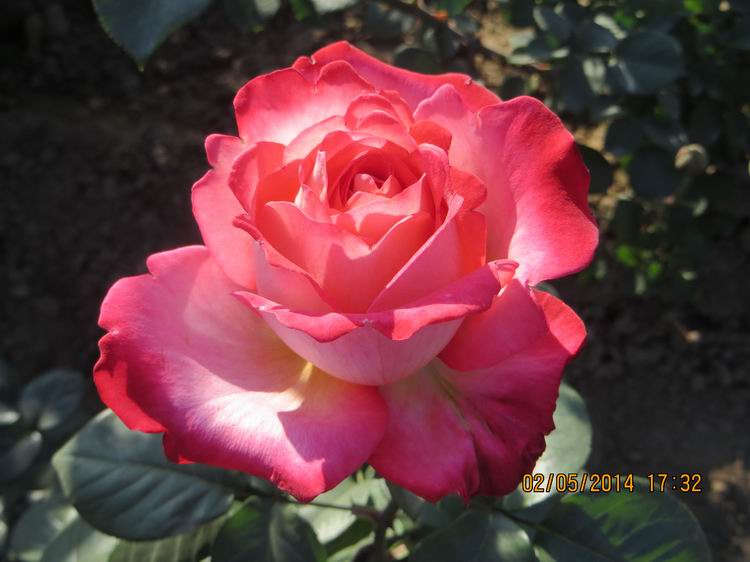 ������С IMG_6920.JPG