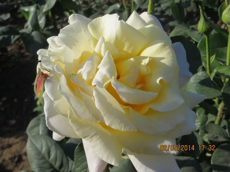 ������С IMG_6922.JPG