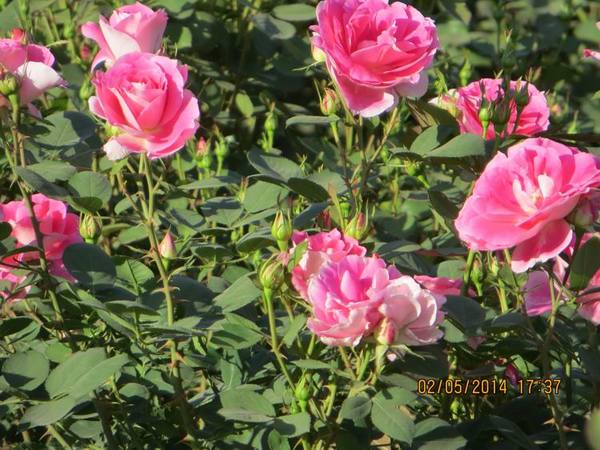 ������С IMG_6936.JPG