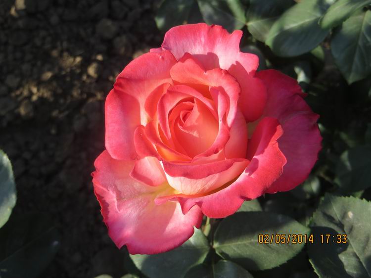 ������С IMG_6923.JPG