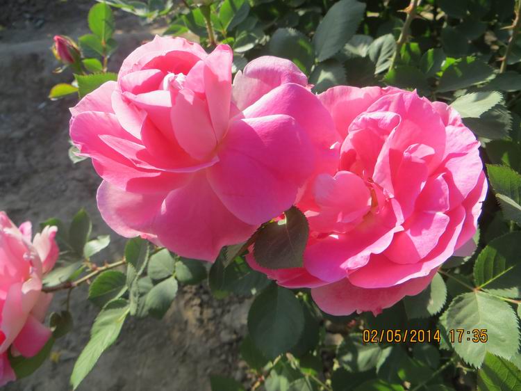 ������С IMG_6929.JPG