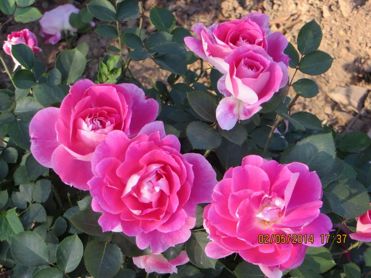 ������С IMG_6937.JPG