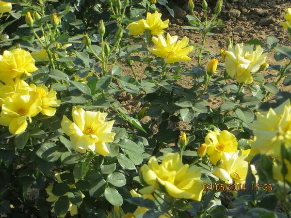 ������С IMG_6932.JPG