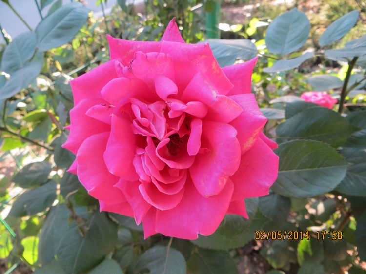 ������С IMG_6965.JPG