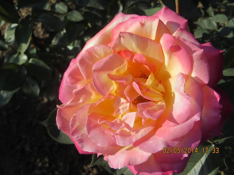 ������С IMG_6924.JPG