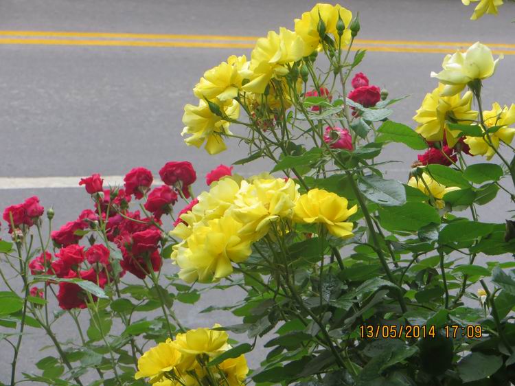 ������С IMG_7491.JPG