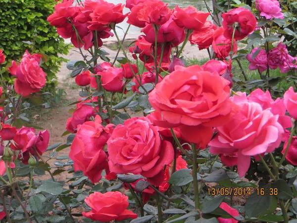 ������С IMG_7439.JPG