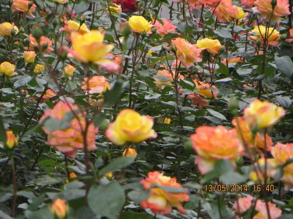 ������С IMG_7444.JPG