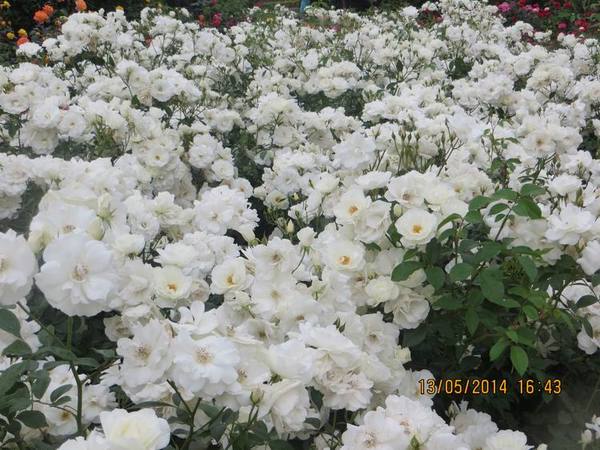 ������С IMG_7455.JPG