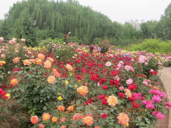 ������С IMG_7462.JPG