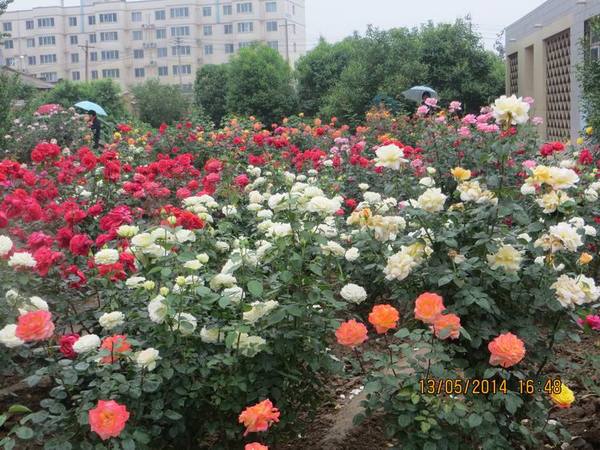 ������С IMG_7472.JPG