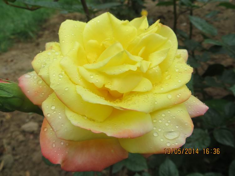 ������С IMG_7433.JPG