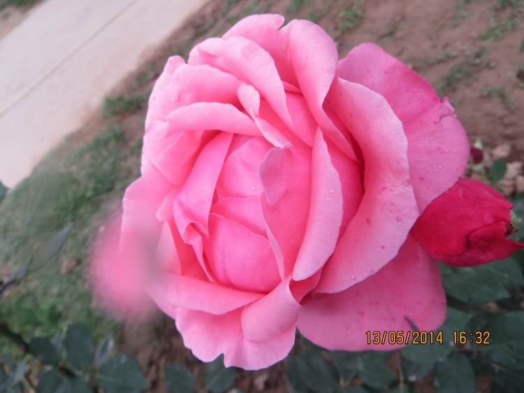 ������С IMG_7421.JPG