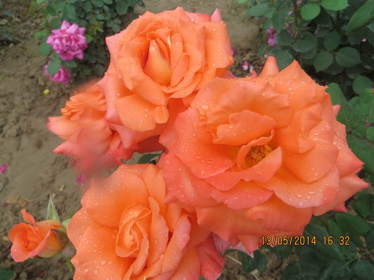 ������С IMG_7423.JPG