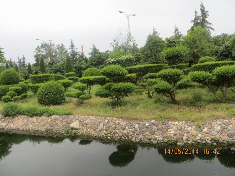 ������С IMG_7516.JPG